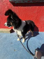 Comet, a male Toy Australian Shepherd for sale in Anniston, AL – Photo 3 of 5