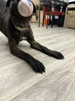 Champion de S, a  Belgian Malinois and Perro de Presa Canario for sale in Tampa, FL – Photo 2 of 3