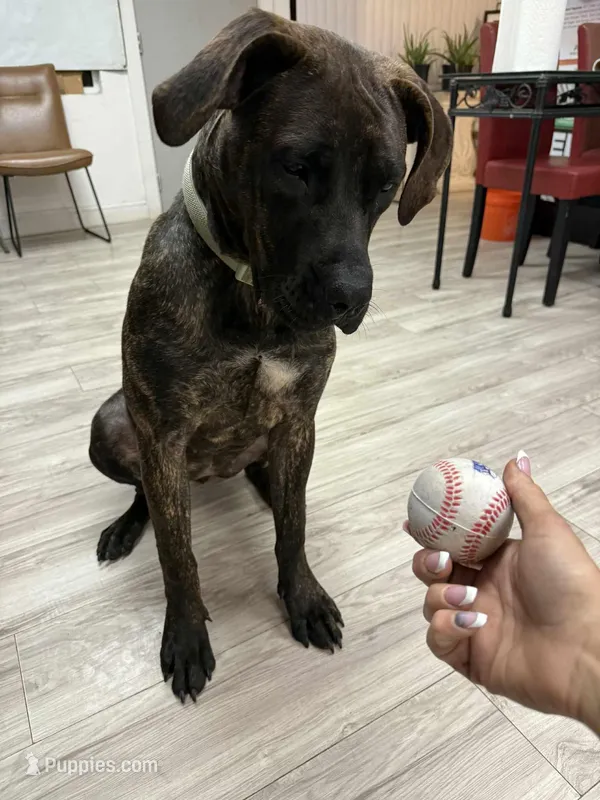 Champion de S – Belgian Malinois, Perro de Presa Canario puppy for sale in Tampa, FL