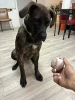 Champion de S, a  Belgian Malinois and Perro de Presa Canario for sale in Tampa, FL – Photo 1 of 3