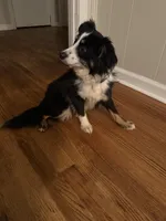 Astro, a male Toy Australian Shepherd for sale in Anniston, AL – Photo 6 of 6