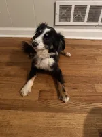 Astro, a male Toy Australian Shepherd for sale in Anniston, AL – Photo 4 of 6