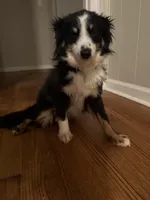 Astro, a male Toy Australian Shepherd for sale in Anniston, AL – Photo 1 of 6