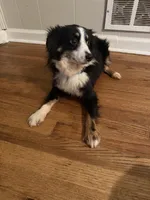 Astro, a male Toy Australian Shepherd for sale in Anniston, AL – Photo 3 of 6