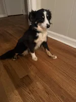 Astro, a male Toy Australian Shepherd for sale in Anniston, AL – Photo 5 of 6