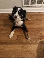 Astro, a male Toy Australian Shepherd for sale in Anniston, AL – Photo 2 of 6