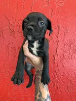 Suki, a female Cane Corso for sale in Tampa, FL – 2 of 4