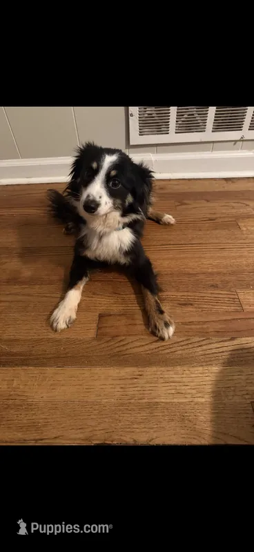 Astro – Toy Australian Shepherd puppy for sale in Tampa, FL