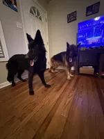 Sasha she so fierce!, a  German Shepherd Dog for sale in Tampa, FL – Photo 3 of 5