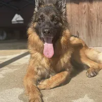 Winnie, a male German Shepherd Dog for sale in Tampa, FL – Photo 5 of 5