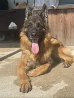 Winnie, a male German Shepherd Dog for sale in Anniston, AL – Photo 5 of 5