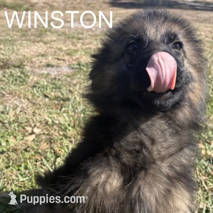 Winnie, a male German Shepherd Dog for sale in Anniston, AL – Photo 4 of 5