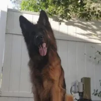 Winnie, a male German Shepherd Dog for sale in Tampa, FL – Photo 1 of 5