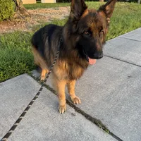 Winnie, a male German Shepherd Dog for sale in Tampa, FL – Photo 2 of 5