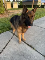 Winnie, a male German Shepherd Dog for sale in Anniston, AL – Photo 2 of 5