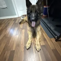 Winnie, a male German Shepherd Dog for sale in Tampa, FL – Photo 3 of 5