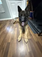 Winnie, a male German Shepherd Dog for sale in Anniston, AL – Photo 3 of 5