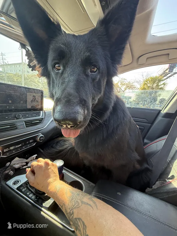 Sasha she so fierce! – German Shepherd Dog puppy for sale in Tampa, FL