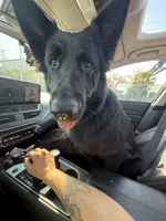 Sasha she so fierce!, a  German Shepherd Dog for sale in Tampa, FL – Photo 1 of 5