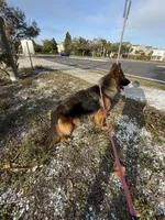 Sasha she so fierce!, a  German Shepherd Dog for sale in Tampa, FL – Photo 5 of 5