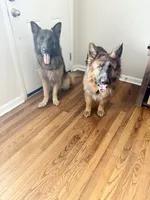 Sasha she so fierce!, a  German Shepherd Dog for sale in Tampa, FL – Photo 4 of 5