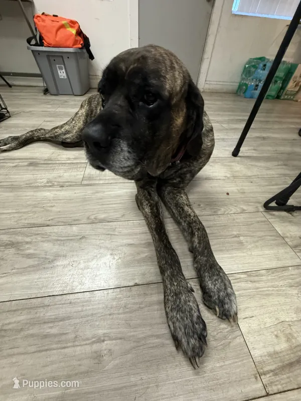 Jojo  – English Mastiff puppy for sale in Tampa, FL