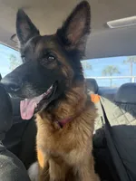 Savanna , a female German Shepherd Dog for sale in Tampa, FL – 5 of 7