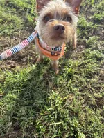 Walle , a male Yorkshire Terrier for sale in Tampa, FL – 2 of 5