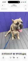 Biggie smalls, a female Cane Corso for sale in Tampa, FL – 2 of 3