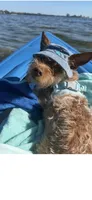 Walle , a male Yorkshire Terrier for sale in Guin, AL – 8 of 8