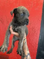 King, a male Cane Corso for sale in Tampa, FL – 4 of 5