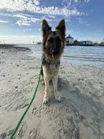 Caliber , a male German Shepherd Dog for sale in Tampa, FL – 2 of 10