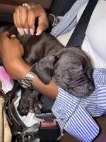 Thor , a  Cane Corso for sale in Tampa, FL – 2 of 5