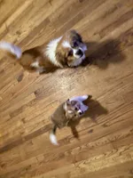 processed/7ba84649-e845-45de-8d2f-157d2c409f38/listing/58cb570f-b2b9-4378-9196-5734889b9349/3693f728-86f7-43ae-bf24-239089ec26ff