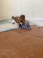 Sky, a female Maltese and Pekingese for sale in Anniston, AL – Photo 8 of 8