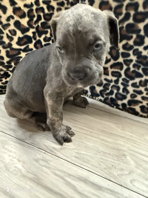 King – Cane Corso puppy for sale in Tampa, FL