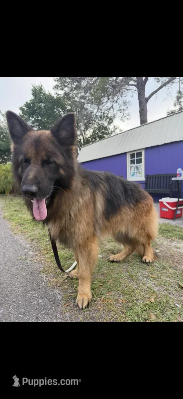 Kaiser – German Shepherd Dog puppy for sale in Tampa, FL