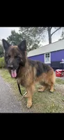Kaiser, a male German Shepherd Dog for sale in Tampa, FL – 1 of 5