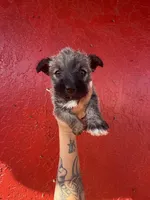 Butters, a female West Highland White Terrier and Chihuahua for sale in Tampa, FL – Photo 2 of 5