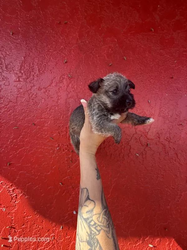 Butters – West Highland White Terrier, Chihuahua puppy for sale in Tampa, FL