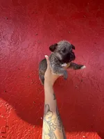 Butters, a female West Highland White Terrier and Chihuahua for sale in Tampa, FL – Photo 1 of 5