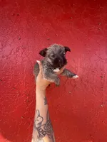 Butters, a female West Highland White Terrier and Chihuahua for sale in Tampa, FL – Photo 3 of 5