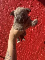 Butters, a female West Highland White Terrier and Chihuahua for sale in Tampa, FL – Photo 5 of 5