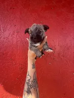 Butters, a female West Highland White Terrier and Chihuahua for sale in Tampa, FL – Photo 4 of 5