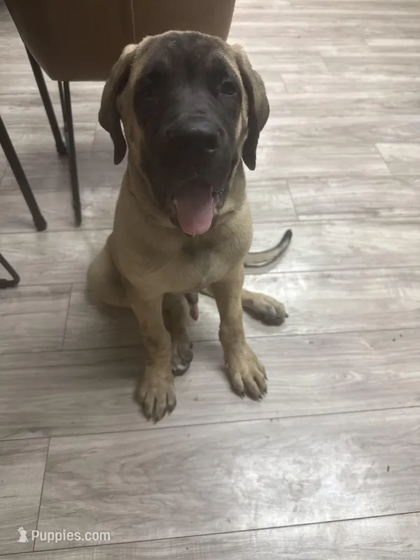 Tank – English Mastiff puppy for sale in Tampa, FL