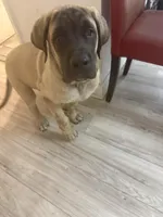 Tank, a male English Mastiff for sale in Tampa, FL – Photo 2 of 3