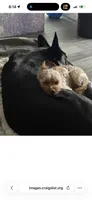 Walle , a male Yorkshire Terrier for sale in Guin, AL – 7 of 8