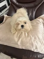 Tofu , a male Maltese and Shih Tzu for sale in Atlanta, GA – 3 of 6