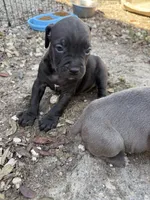 Pup 3 , a female Cane Corso for sale in Tampa, FL – 3 of 3