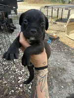 Pup 3 , a female Cane Corso for sale in Tampa, FL – 2 of 3